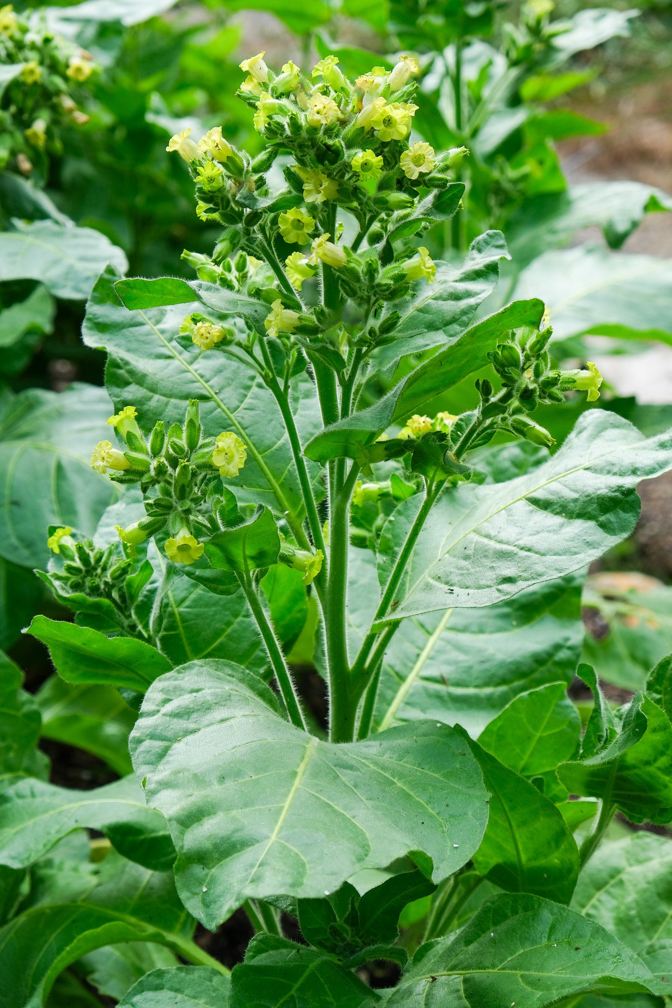 Hopi tobacco seeds (Nicotiana rustica) | NZ-grown seeds | 100 seeds