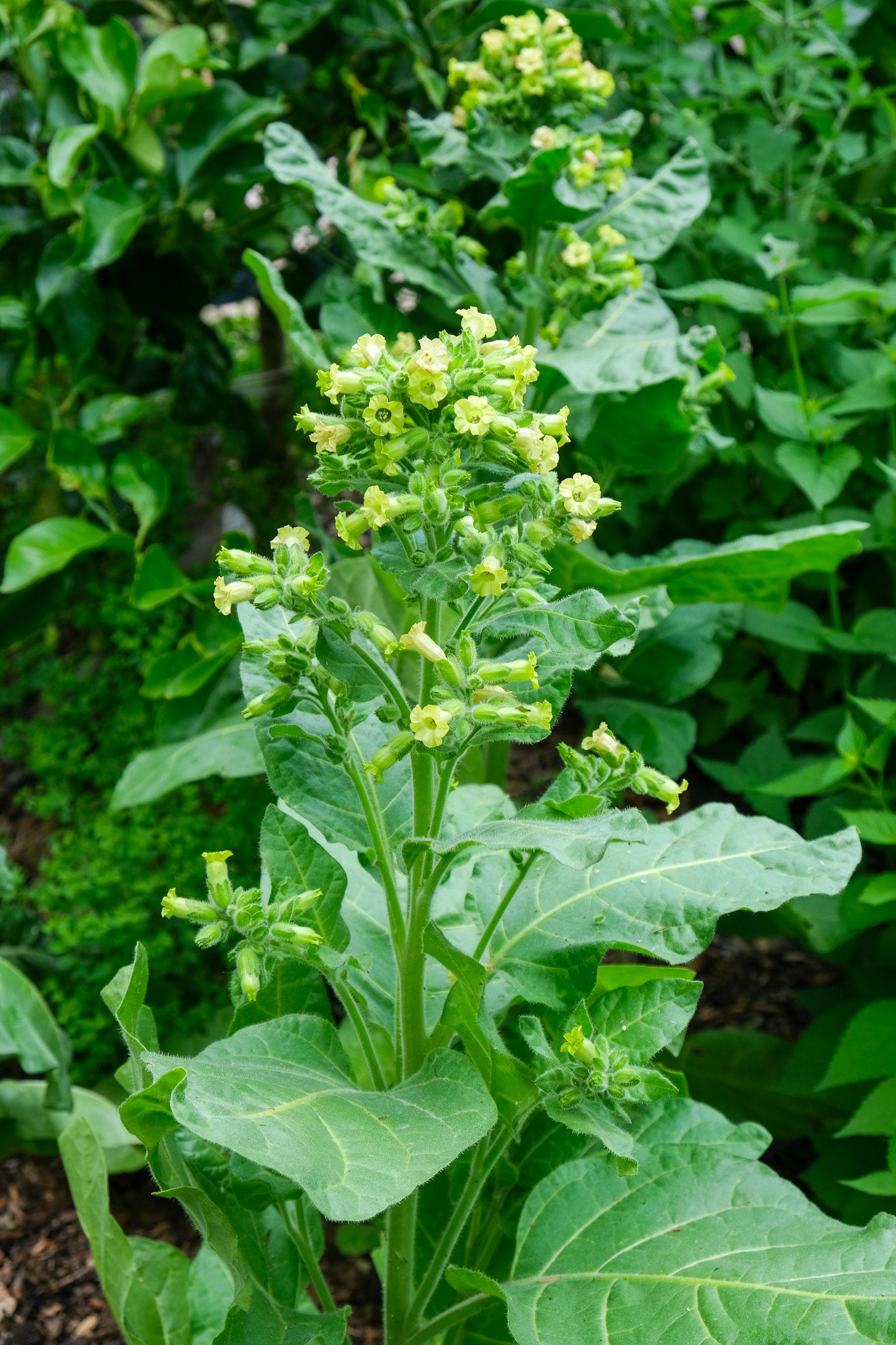 Hopi tobacco seeds (Nicotiana rustica) | NZ-grown seeds | 100 seeds
