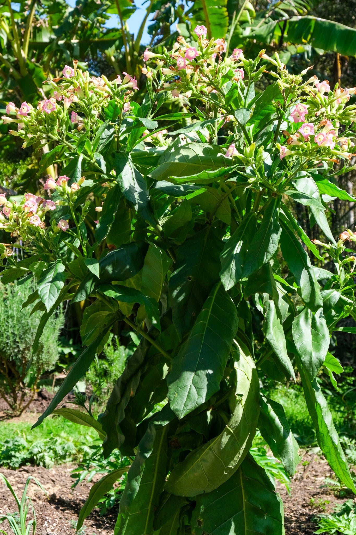 Virginia Gold Tobacco Seeds