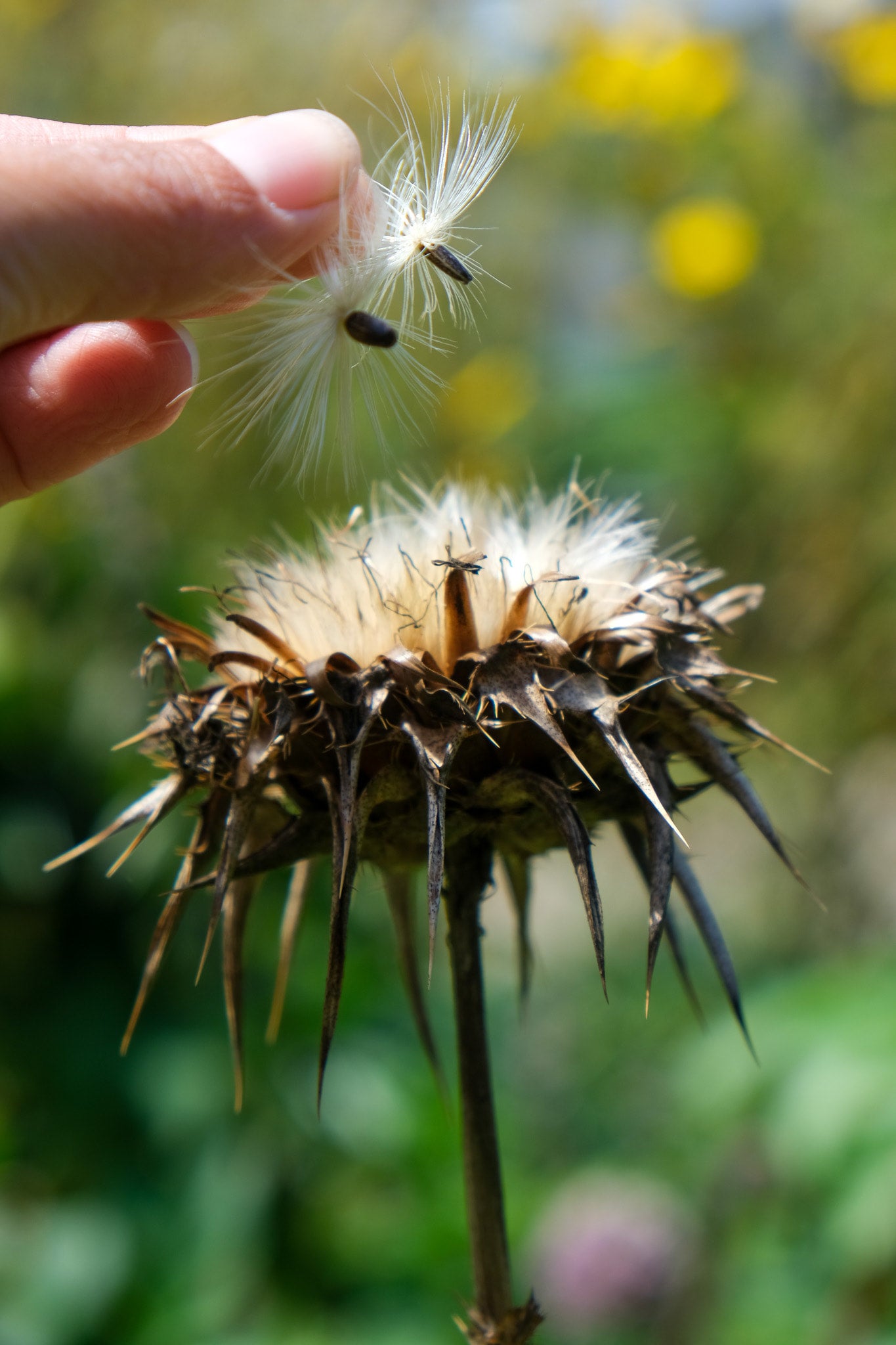 NZ-Grown Milk Thistle Seeds (Silybum marianum) | Paheko | Seeds of Paheko